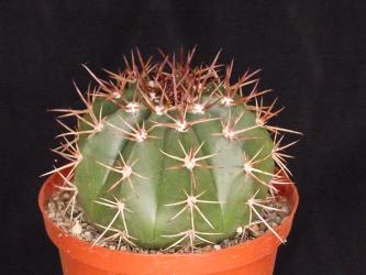 Melocactus salvadorensis 