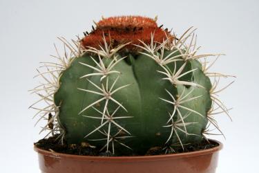 Melocactus zehntneri 