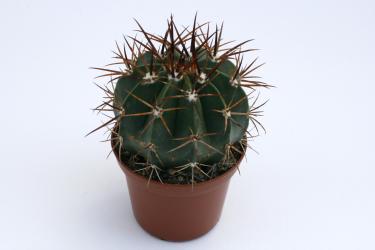 Melocactus zehntneri 