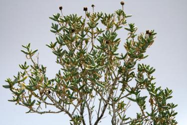 Mestoklema arboriforme Hammanskraal, RSA 