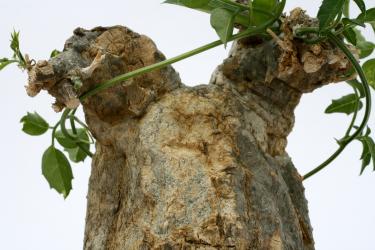 Momordica rostrata Y. Ostafrika 