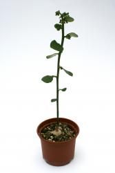 Monadenium invenustum v. angustum 
