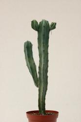 Myrtillocactus geometrizans es. % 