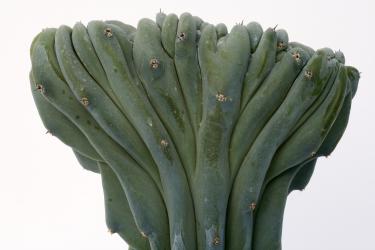 Myrtillocactus geometrizans f. cristata 