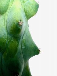 Myrtillocactus geometrizans cv. Fukurokuryuzinboku % 