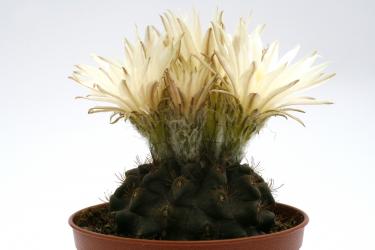 Neochilenia pilispina 