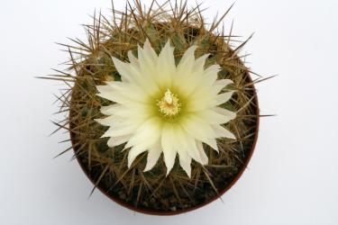 Neoporteria chilensis v. albidiflora 