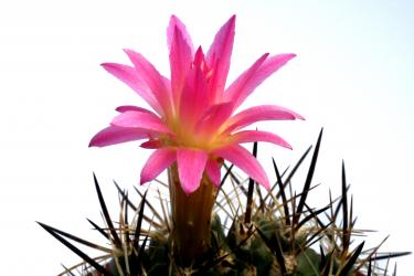 Neoporteria coimasensis FR473 Coquimbo, Chile 