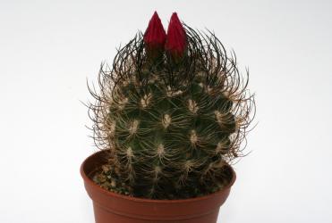 Neoporteria multicolor KK48 La Serena to Vicuna, Chile, 300-1000m (1977 noch: Cerro Grande 500m) 