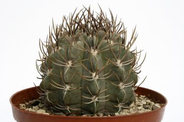 Neoporteria paucicostata KK1303 Cerro Paposo, Chile, 50-400m 