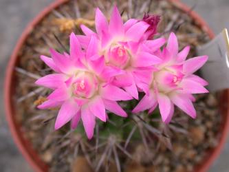 Neoporteria rapifera 