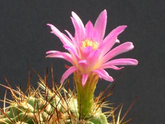 Neoporteria subgibbosa 