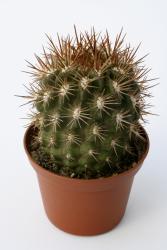 Neoporteria subgibbosa f. litoralis 