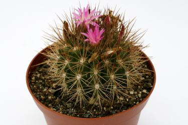 Neoporteria wagenknechtii KK110 