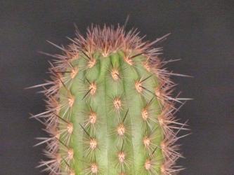 Neoraimondia arequipensis v. roseiflora RH4842d Peru 