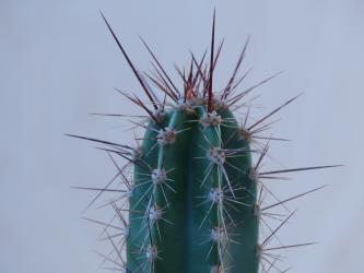 Neoraimondia herzogiana RH4593b BOL 