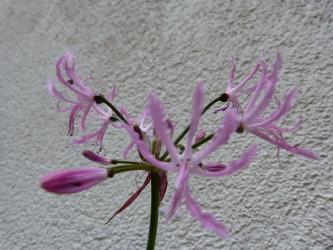 Nerine undulata 