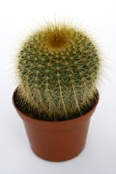 Notocactus claviceps 