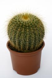 Notocactus claviceps 