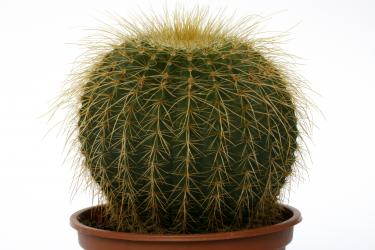 Notocactus claviceps 