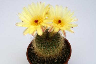 Notocactus concinnus WG334 