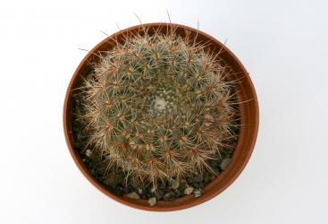 Notocactus concinnus v. fimbriatiflorus LW75 