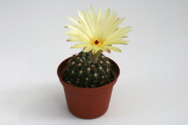 Notocactus crassigibbus  Rio Grande do Sul, Brazil 