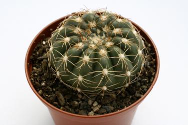 Notocactus crassigibbus  Rio Grande do Sul, Brazil 