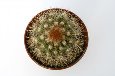 Notocactus horstii f. purpureus 