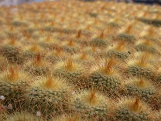 Notocactus lenninghausii 