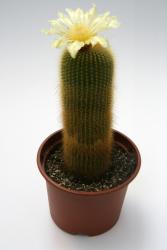 Notocactus lenninghausii 