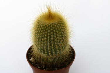 Notocactus lenninghausii 