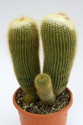 Notocactus lenninghausii 