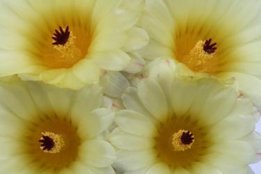 Notocactus mammulosus 