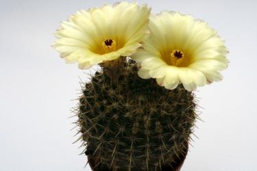 Notocactus mammulosus WG462 Cuchilla Negra, Arroio Morrões, RGS, Brazil 