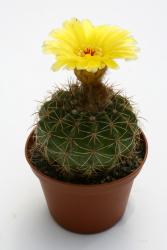 Notocactus linkii v. buenekeri RH1465 Bom Jesus, RGS, BRA 