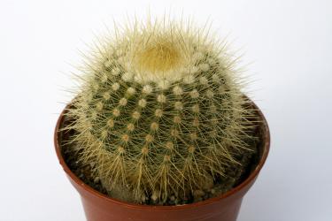 Notocactus neobuenekeri HU14 Minas do Camaqua, Rio Grande do Sul, Brazil 