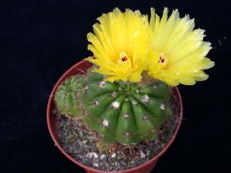 Notocactus ottonis % WG835 