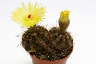 Notocactus ottonis v. acutangularis % FR1266c Sanga de Arreia/Cerro Branco/n. of Quevedos, RGS, Brazil 