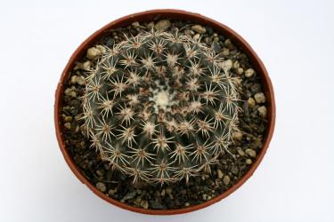 Notocactus ritterianus HU338 Dom Pedrito, RGS, Brazil 