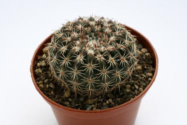 Notocactus ritterianus HU338 Dom Pedrito, RGS, Brazil 