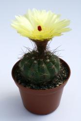 Notocactus tenuispinus WG269 Santana do Livramento, RGS, Brazil 