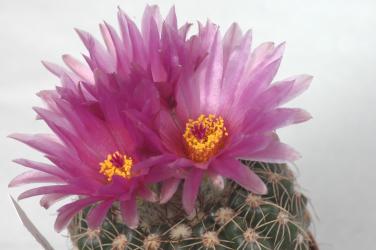 Notocactus uebelmannianus HU0078 Guaritas, Cacapava do Sul, RGS, Brazil 
