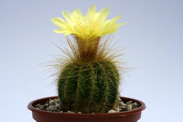 Notocactus warasii RP2502 Fontoura Xavier, RGS, BRA 