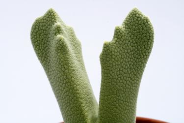 Odontophorus primulinus Aribes Poort, Northern Cape, RSA 