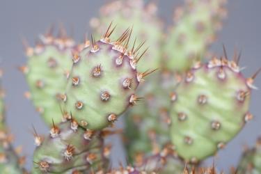 Opuntia basilaris v. brachyclada *2^ 