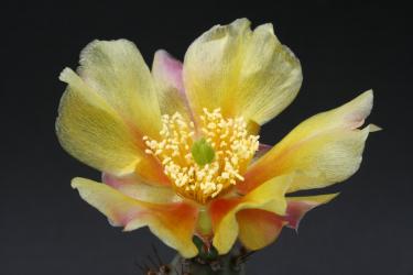 Opuntia basilaris v. brachyclada *2^ SB2707 