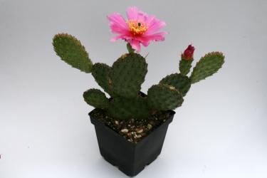 Opuntia basilaris v. ramosa *2^ 