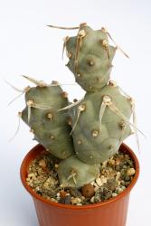 Opuntia chilecitoensis 