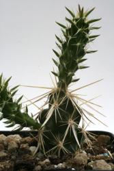 Opuntia clavata *2^ 